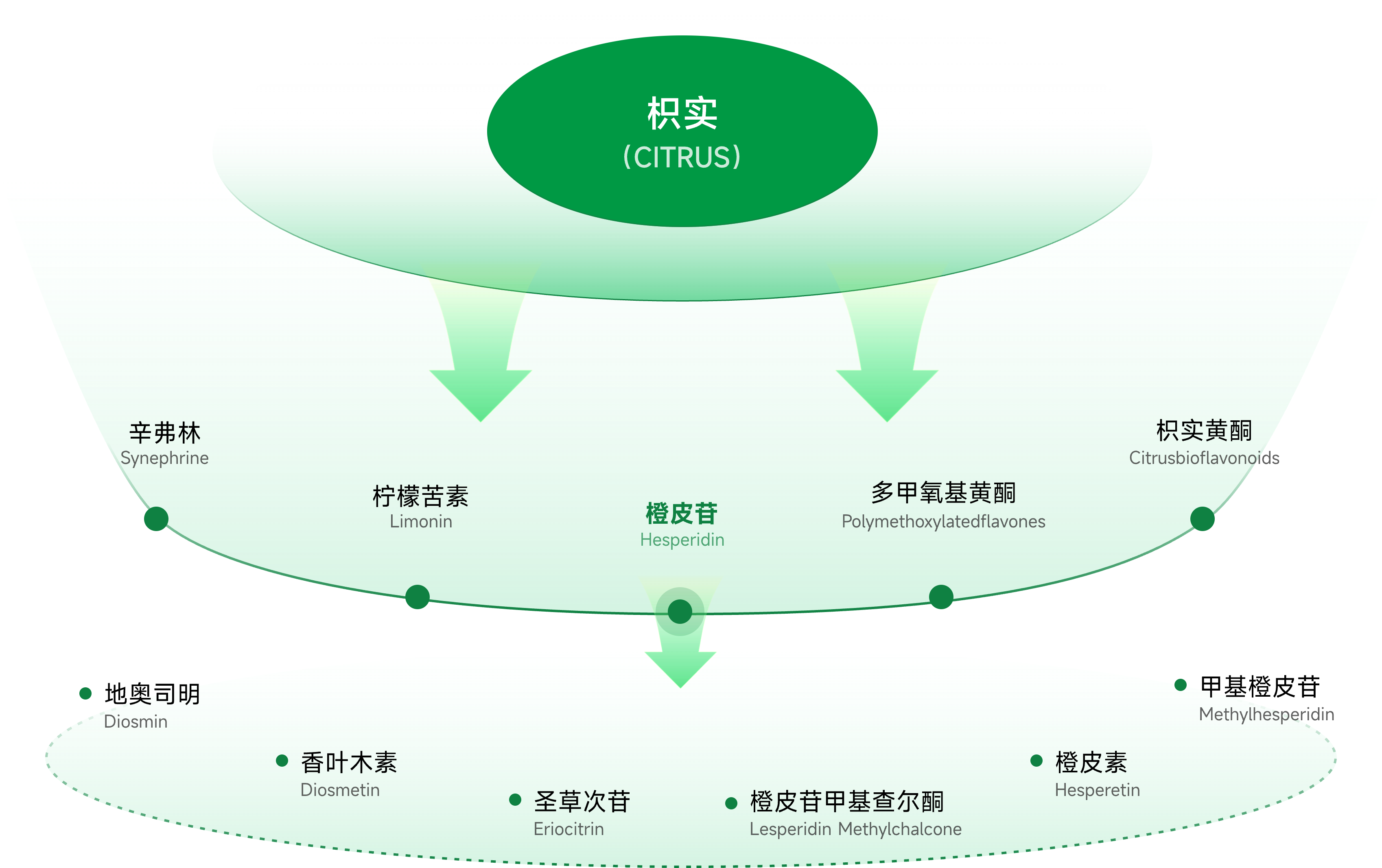 枳实
