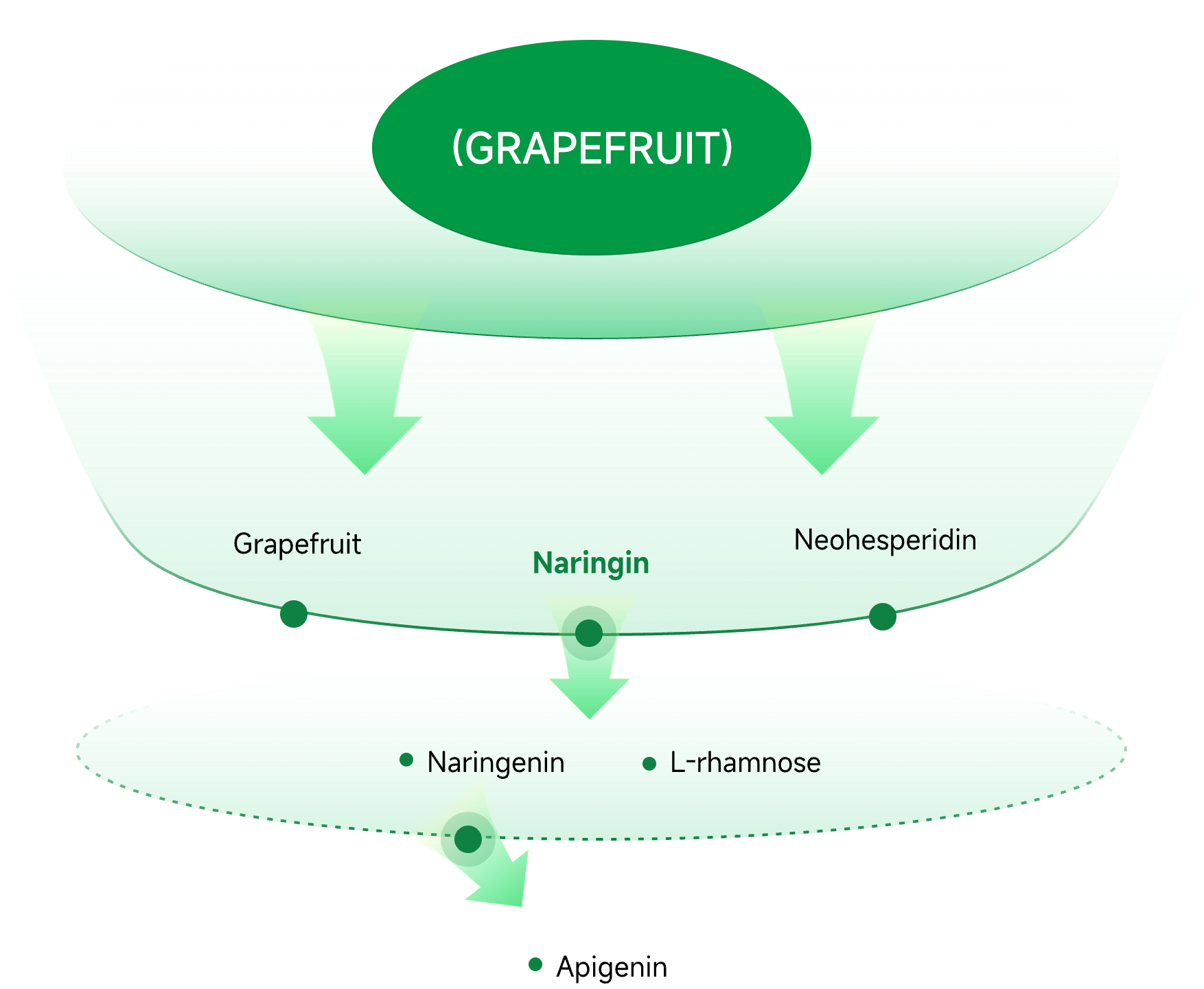 Grapefruit
